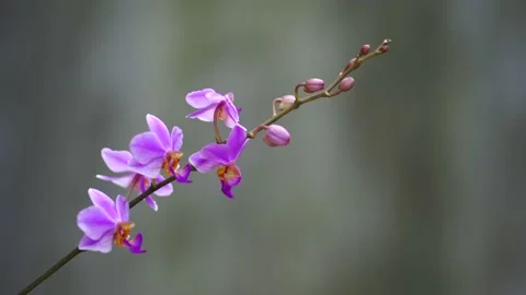 Orchid flower blowing in the wind during the day Stock Footage 229831418