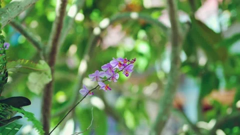 Orchid flower blowing in the wind Stock Footage 229694614