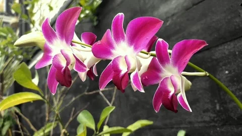 Orchid flower cinematic Stock Footage 211558993