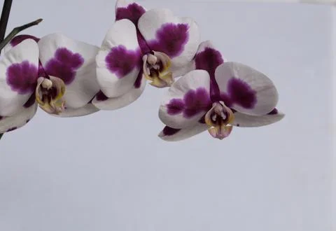 Orchid flower close up Stock Photos
