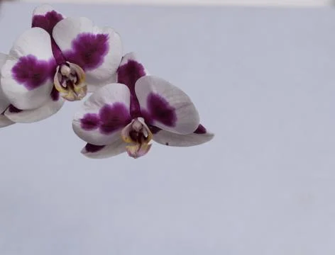 Orchid flower close up Stock Photos