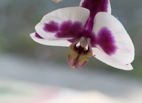 Orchid flower close up Stock Photos
