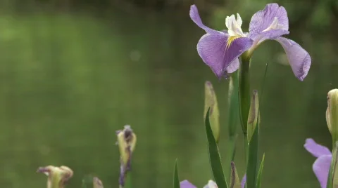 Orchid Flower Stock Footage 356339