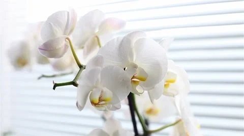 Orchid flower Stock Footage 8565010