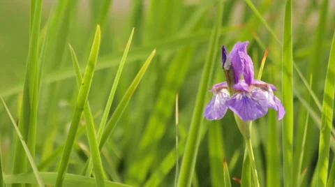 Orchid flower Stock Footage 39587721