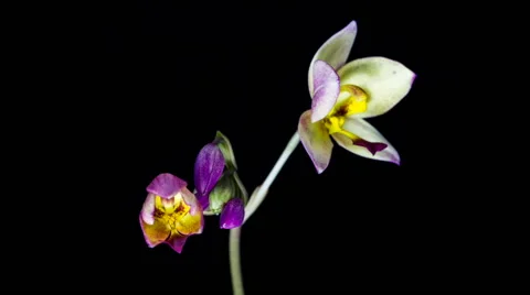 Orchid flower Stock Footage 40888295