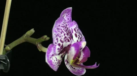 Orchid flower Stock Footage 47708451