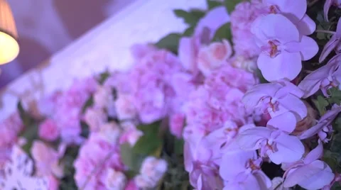 Orchid flower Stock Footage 48063959