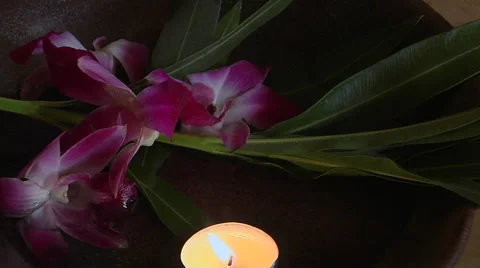 Orchid Flower Stock Footage 57385656