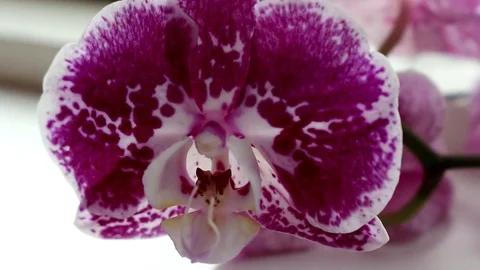 Orchid Flower Stock Footage