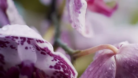 Orchid flower Stock Footage 121618968