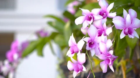 Orchid flower Stock Footage 122195698