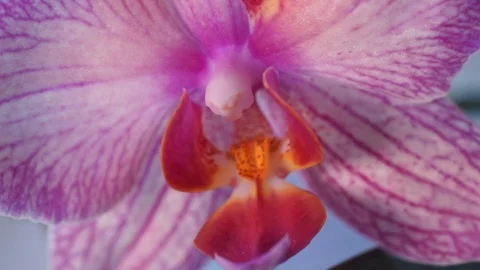 Orchid flower Stock Footage 123696416