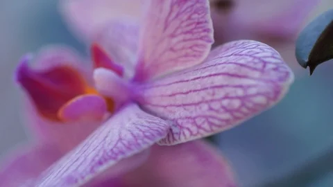 Orchid flower Stock Footage 123696451