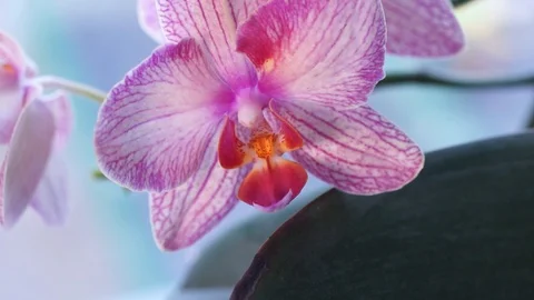 Orchid flower Stock Footage 123696487