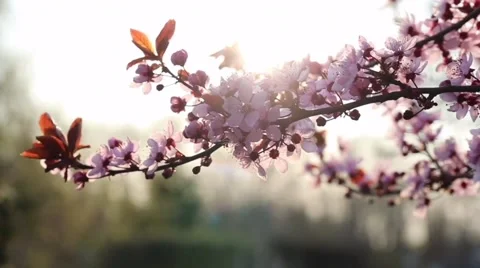 Orchid flower Stock Footage 212240890