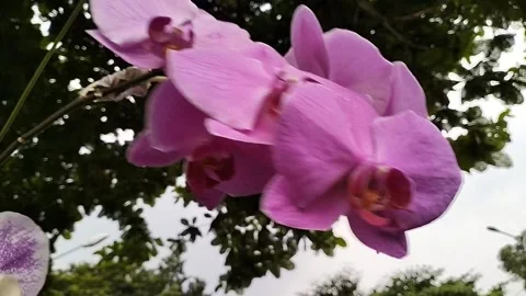 Orchid flower Stock Footage 219667641
