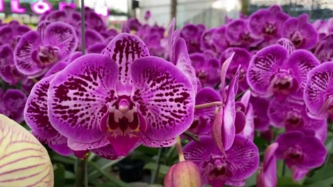 Orchid flower Stock Footage 225393098