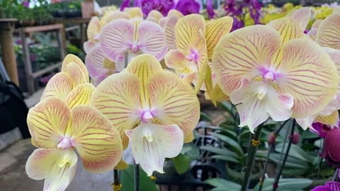Orchid flower Stockbeeldmateriaal 225394758
