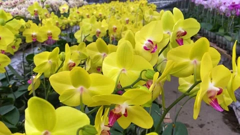 Orchid flower Stock Footage 225396793