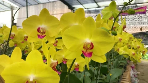 Orchid flower Stock Footage 225447975