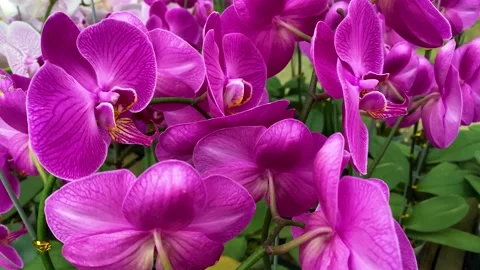 Orchid flower Stock Footage 225448463