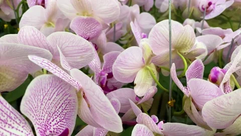Orchid flower Stock Footage 225452131
