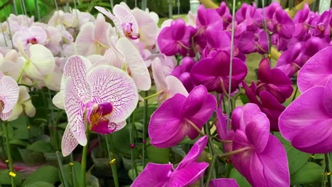 Orchid flower Stock Footage 225452252
