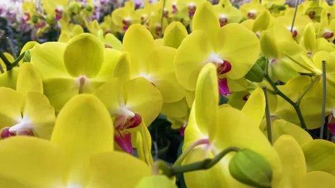 Orchid flower Stock Footage 225456166