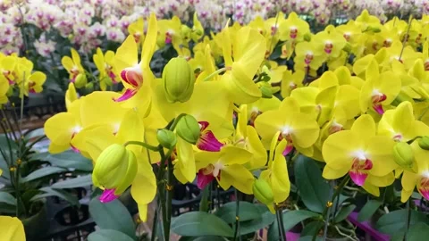 Orchid flower Stock Footage 225458117