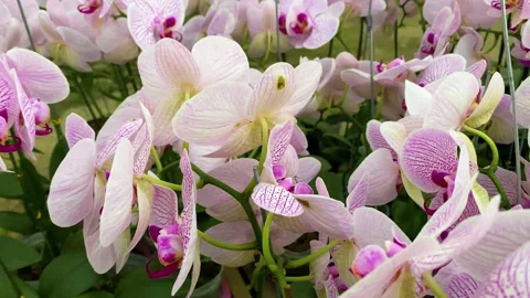 Orchid flower Stockbeeldmateriaal 225458130