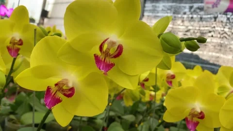 Orchid flower Stockbeeldmateriaal 225462854