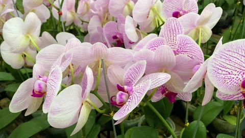 Orchid flower Stock Footage 225463057