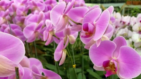 Orchid flower Stock Footage 225463061
