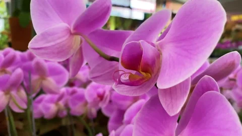 Orchid flower Stock Footage 225466634