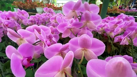 Orchid flower Stock Footage 225466718