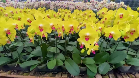 Orchid flower Stockbeeldmateriaal 225466919
