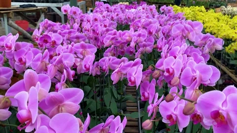 Orchid flower Stock Footage 225471346