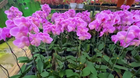 Orchid flower Stockbeeldmateriaal 225471350