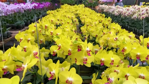 Orchid flower Stock Footage 225471414