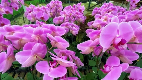 Orchid flower Stock Footage 225479101