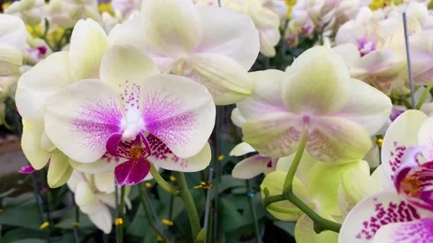 Orchid flower Stock Footage 225482380