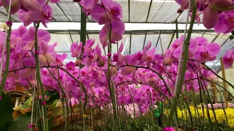 Orchid flower Stock Footage 225482625