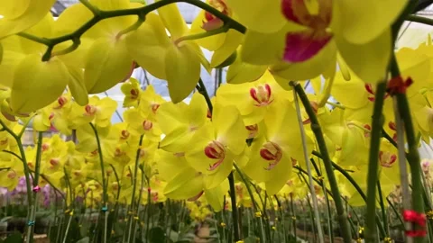 Orchid flower Stock Footage 225482736