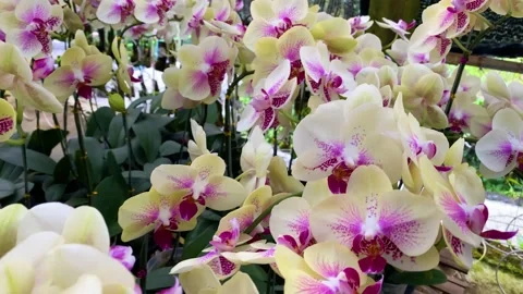 Orchid flower Stock Footage 225482805