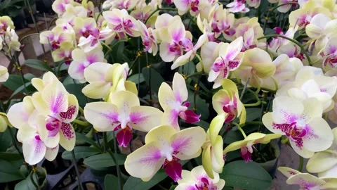 Orchid flower Stock Footage 225485116