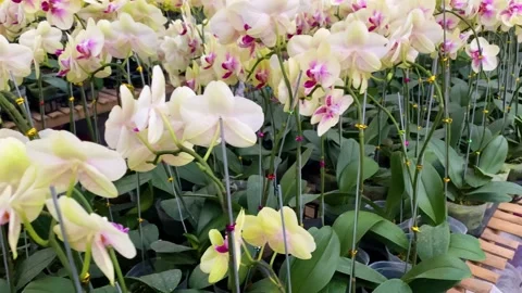 Orchid flower Stock Footage 225485248