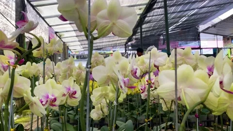 Orchid flower Stock Footage 225485387