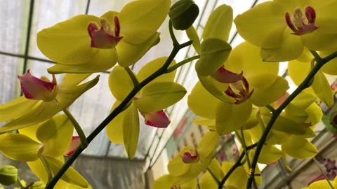 Orchid flower Stock Footage 225558565