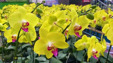 Orchid flower Stock Footage 225558714